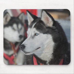 Tapis De Souris Chien husky avant une course, Canada