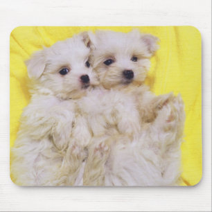 Tapis De Souris Chien maltais ; est une petite race du chien blanc