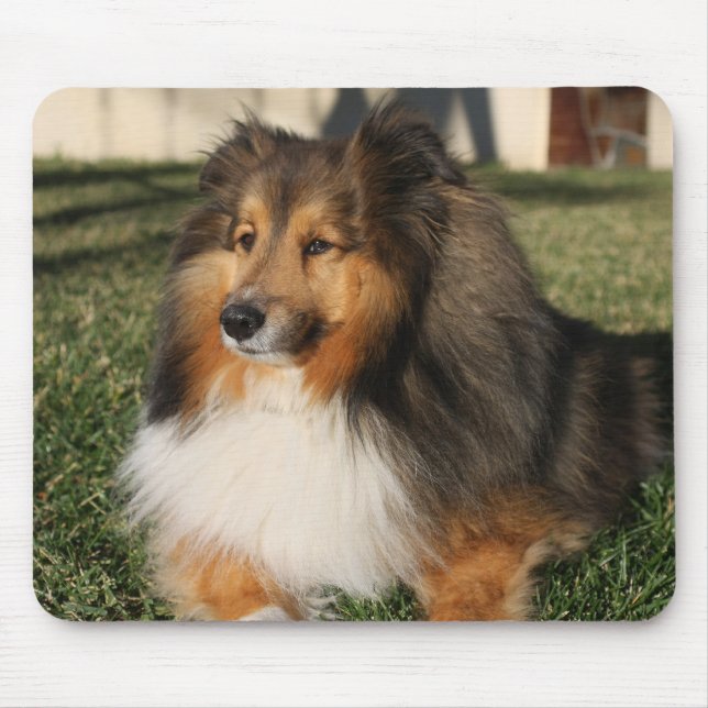 Tapis De Souris Chien Mousepad de Sheltie (Devant)