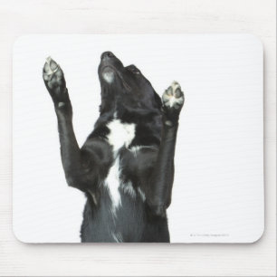 Tapis De Souris Chien se reposant avec des pattes