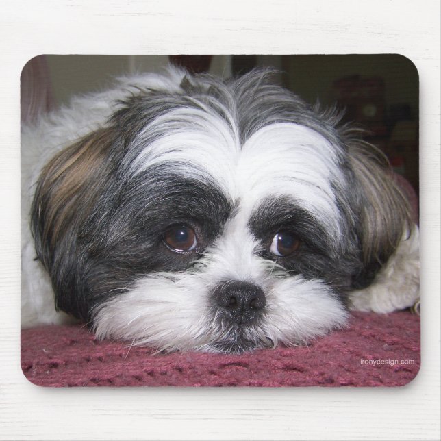 Tapis De Souris Chien Shih Tzu (Devant)