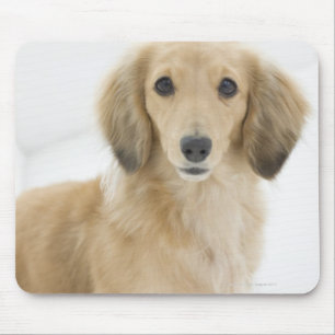 Tapis De Souris Chien sur le divan