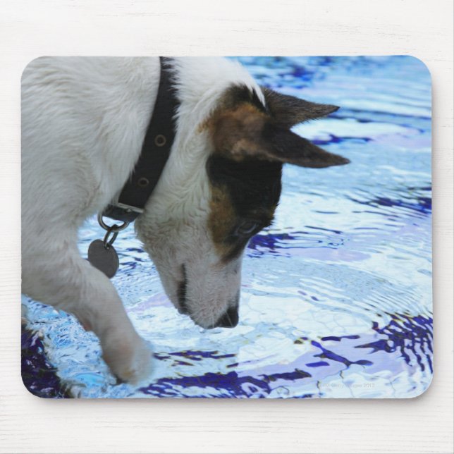 Tapis De Souris Chien touchant l'eau à la piscine (Devant)