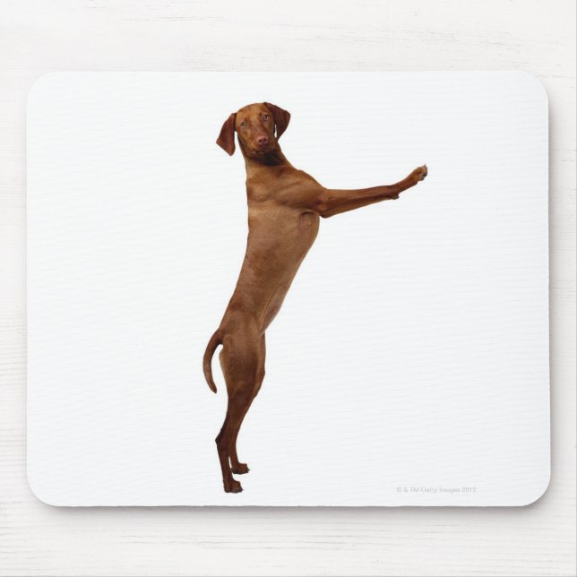Tapis De Souris Chien Vizsla (Devant)