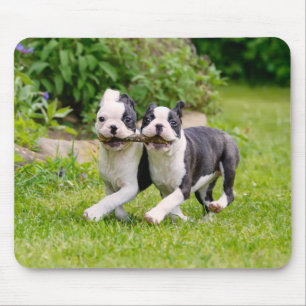Tapis De Souris Chiens chiots de la mignonne Boston Terrier jouant