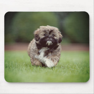 Tapis De Souris Chih tzu, Chien, Chien, Chiot