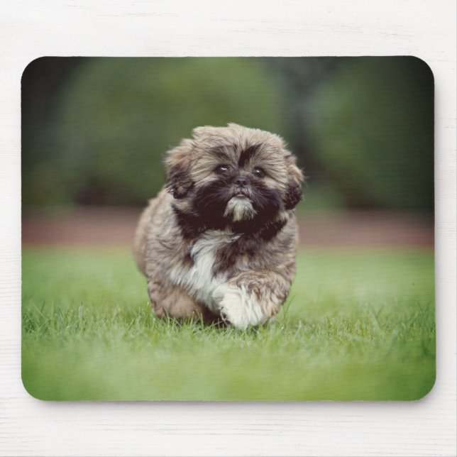 Tapis De Souris Chih tzu, Chien, Chien, Chiot (Devant)