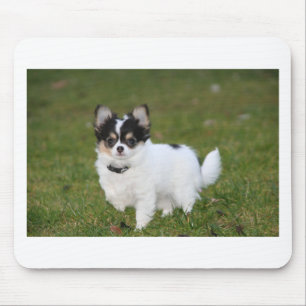 Tapis De Souris Chihuahua chien debout sur une pelouse verte