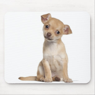 Tapis De Souris Chihuahua chippy (2 mois)