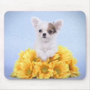 Tapis De Souris Chihuahua puppy