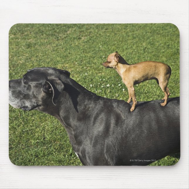 Tapis De Souris Chihuahua sur le dos de Great Dane 2 (Devant)