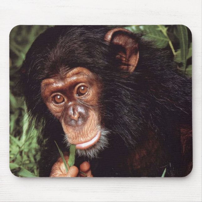 Tapis De Souris Chimpansee (Devant)