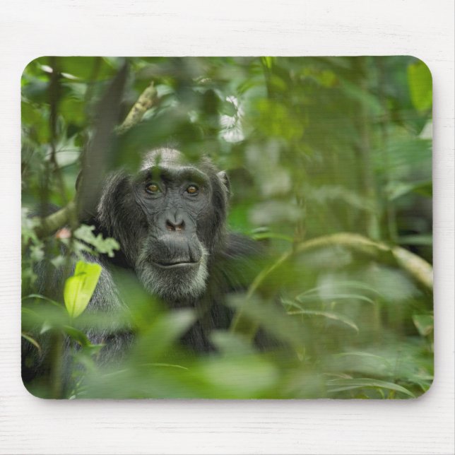 Tapis De Souris Chimpanzé caché parmi la végétation (Devant)