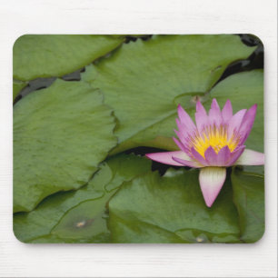 Tapis De Souris Chine, Hong Kong, Nouveaux Territoires. Chi Lin