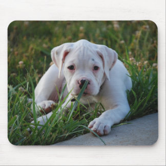 Tapis De Souris Chiot blanc de boxeur