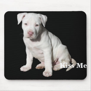 Accessoires High Tech Electroniques Bleu Chiot Pitbull Zazzle Fr