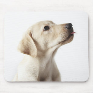 Tapis De Souris Chiot blond Labrador qui sort de la langue