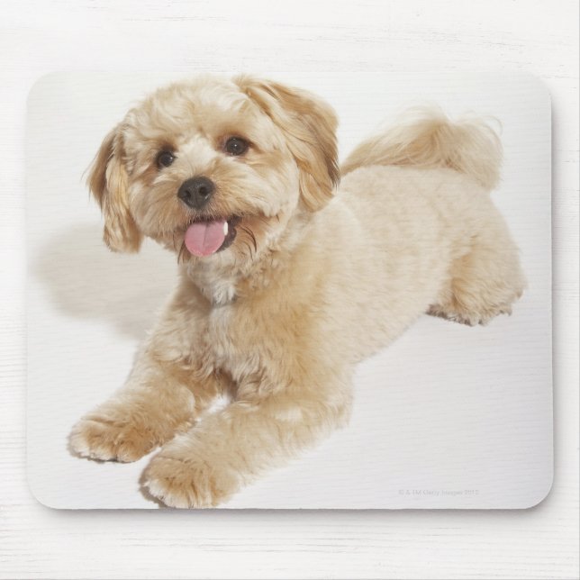 Tapis De Souris Chiot (Canis familiaris) 2 (Devant)