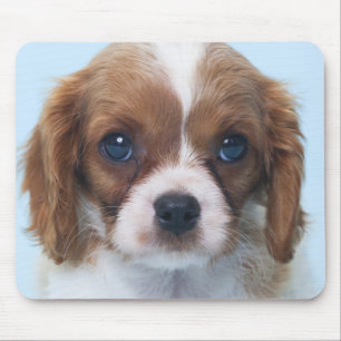 Tapis De Souris Chiot cavalier d'épagneul du Roi Charles