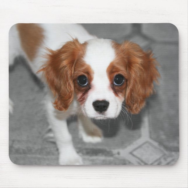 Tapis de souris chiot Cavalier King Charles Spanie (Devant)