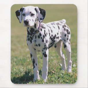 Tapis de souris chiot dalmate