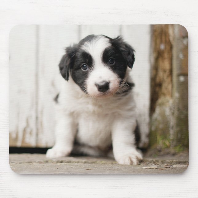 Tapis De Souris Chiot de border collie (Devant)