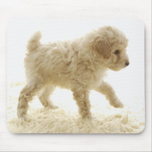 Tapis De Souris Chiot de caniche
