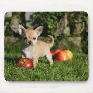 Tapis De Souris Chiot de chiwawa avec des pommes