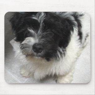 Tapis De Souris Chiot de délivrance de Havanese noir et blanc