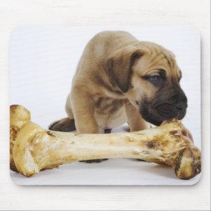 Tapis De Souris Chiot de great dane avec l'os dans le studio