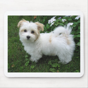 Tapis De Souris Chiot de Havanese dans le jardin