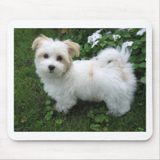 Tapis De Souris Chiot de Havanese dans le jardin