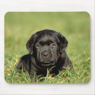 Tapis De Souris Chiot de repérage du labrador noir