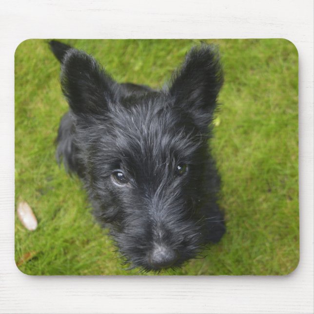 Tapis De Souris Chiot de Terrier écossais mignon (Devant)