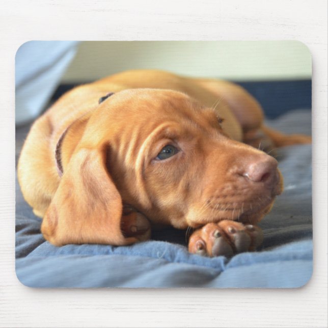 Tapis De Souris Chiot de Vizsla se reposant sur sa patte (Devant)