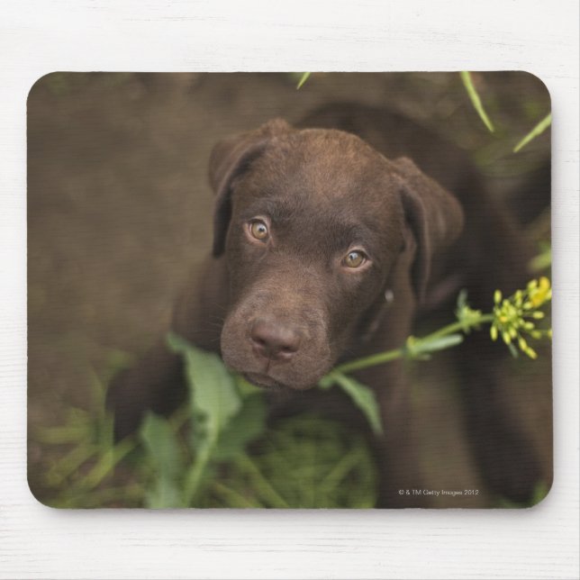 Tapis De Souris Chiot du Labrador assis dans l'herbe (Devant)