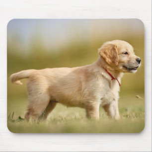 Tapis De Souris Chiot Golden Retriever