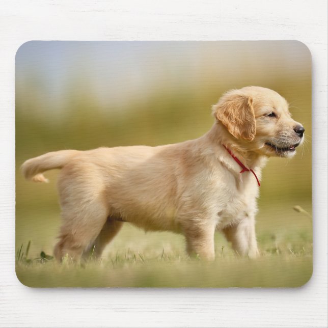 Tapis De Souris Chiot Golden Retriever (Devant)