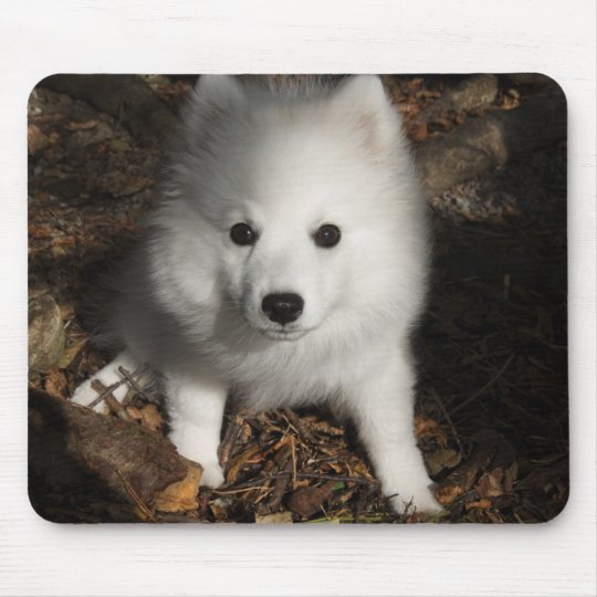 Tapis De Souris Chiot Japonais De Spitz Zazzle Fr