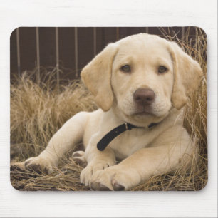 Tapis De Souris Chiot Labrador Retriever
