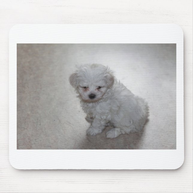 Tapis De Souris Chiot Maltais (9 Mois) (Devant)