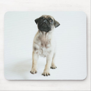 Tapis De Souris Chiot mignon de carlin