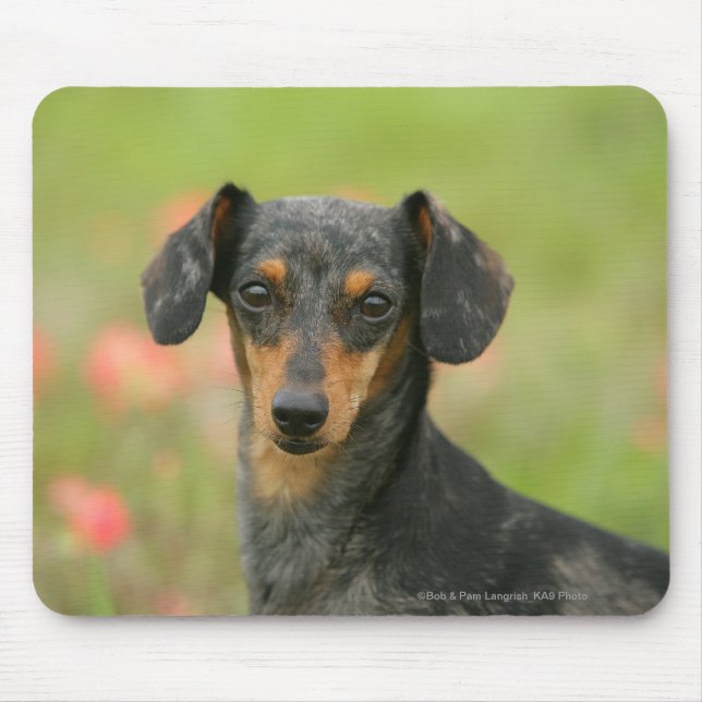 Tapis De Souris chiot miniature Lisse-haired de teckel regardant (Devant)