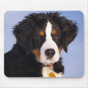 Tapis de souris chiot montagne bernois
