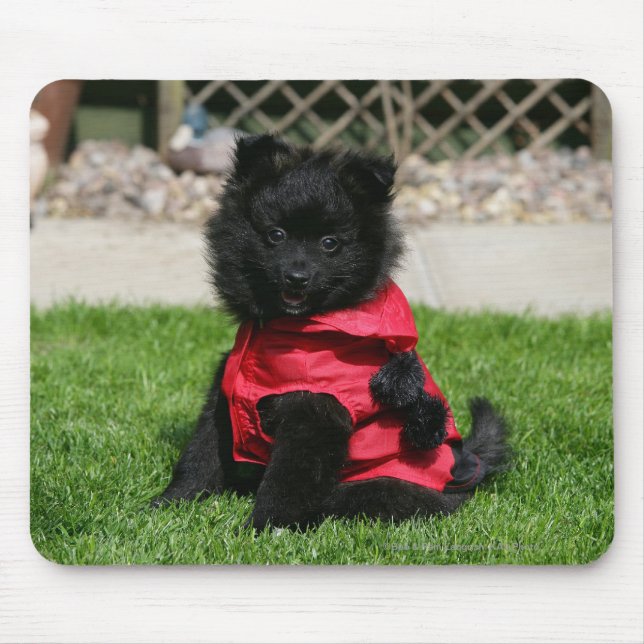 Tapis De Souris Chiot noir de Pomeranian regardant (Devant)