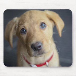 Tapis De Souris Chiot rouge de Fox Labrador