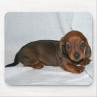 Chiot rouge foncé de teckel