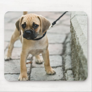 Tapis De Souris Chiot sur la laisse