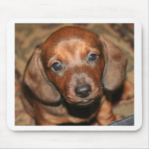 Tapis De Souris Chiot un de teckel