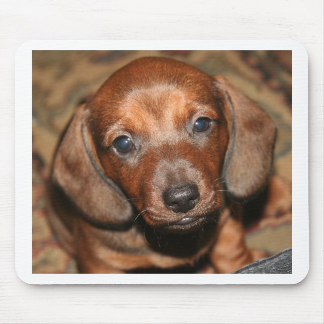 Tapis De Souris Chiot un de teckel (Devant)